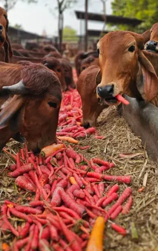 यूपी गोशालाएं बनेंगी ग्रामीण उद्योगों का केंद्र, 'एक जनपद-एक नवाचार' मॉडल से हर जिले को मिलेगी गो-आधारित पहचान