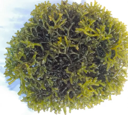 How Will the Global Expo Shape India’s ‘Seaweed 2030’ Growth Vision?