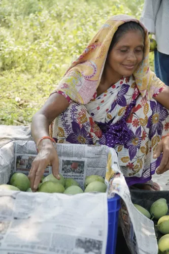 Goyal: Simdega Women Farmers to Export Amrapali Mangoes to UK