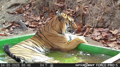 Gujarat CM Office: Tiger Returns to Ratanmahal Forest
