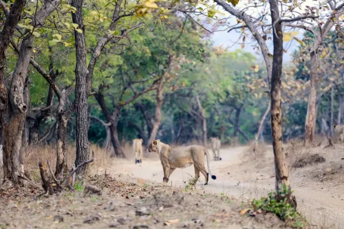 Gir lion cubs: 8 deaths in suspected babesiosis outbreak, no new cases in 48 hours