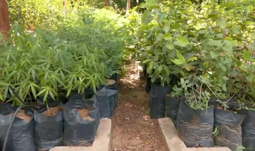 Gujarat Green Gujarat: ₹50 crore nursery push to plant 1 crore tall seedlings