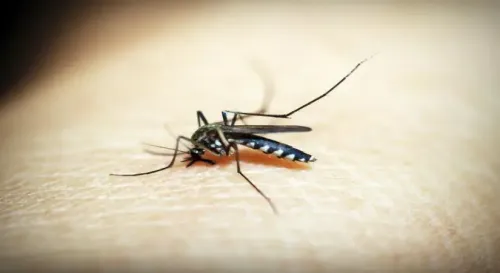 Gujarat Malaria Cases Drop 92% in a Decade, Hits Historic Low