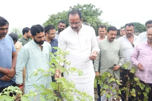 Gujarat Cotton Productivity Mission: 1 lakh hectares, ₹14,000/hectare aid