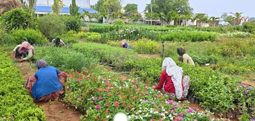 गुजरात वन महोत्सव 2025: 423 नर्सरियों से 11.80 करोड़ पौधे वितरित करने का लक्ष्य, 74,453 हेक्टेयर में होगा रोपण