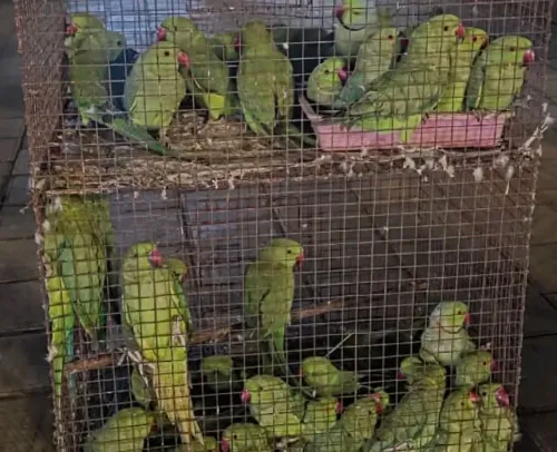 What Happens When a Wildlife Trade Racket is Busted in Gujarat?