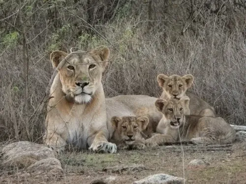 Barda sanctuary can host Asiatic lions long-term, 17 now resident: PLOS One study