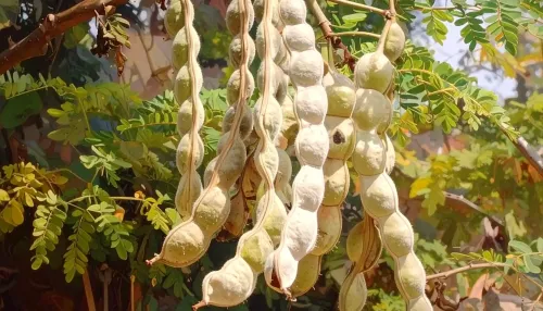 क्या बबूल की फली हड्डियों और पाचन संबंधी समस्याओं का समाधान है?