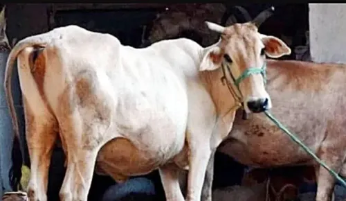 Is the Tying of Cattle in Public Streets a Human Rights Concern in Haryana?