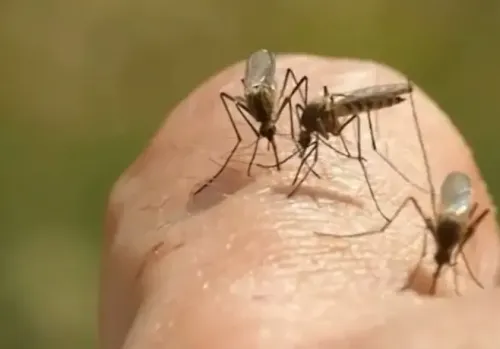 High-Risk Warning Issued for Lethal Mosquito-Borne Virus in Southeastern Australia