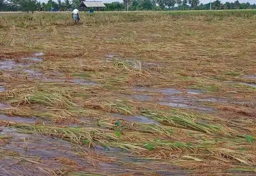 Could Heavy Rain Lead to Crop Losses for Farmers in Thanjavur?