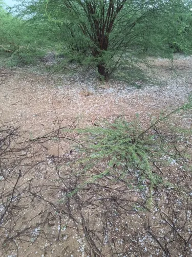 Severe Weather Disrupts Agriculture in Rajasthan