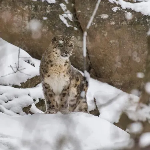 How is Himachal Pradesh Securing Funding to Protect Snow Leopard Habitats?