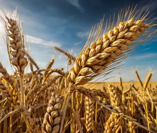 Himachal Pradesh Advances Marketing of Maize Flour from Natural Farming