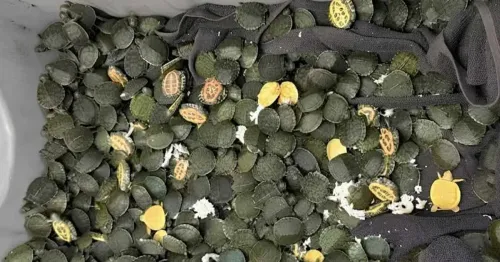 कोलकाता एयरपोर्ट पर बैंकॉक से आए यात्री के बैग से 707 रेड-ईयर्ड स्लाइडर कछुए बरामद, वन्यजीव तस्करी का मामला
