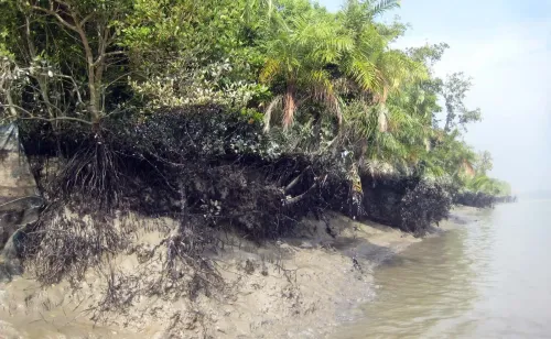 बांग्लादेश: विवादास्पद वन विकास परियोजना पर आदिवासी और कैथोलिक नेताओं का आंदोलन की चेतावनी