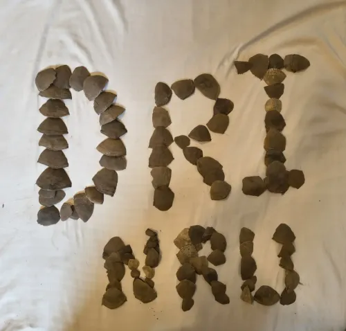 जगदलपुर में डीआरआई ने 16.528 किलो पैंगोलिन शल्क की तस्करी का भंडाफोड़, तीन गिरफ्तार