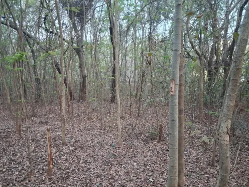 केंद्रीय मंत्रालय ने एनआईटी राउरकेला में 2,000 पेड़ों की कटाई पर ओडिशा सरकार से मांगी रिपोर्ट