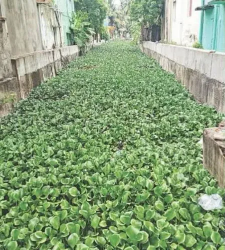 चेन्नई: व्यासर्पदी नहर जलकुंभी से पटी, शास्त्री नगर में बाढ़ का खतरा गहराया
