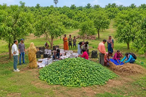 झारखंड के आम्रपाली आम यूके पहुँचे: सिमडेगा की महिला किसानों की पहली खेप 4 जून को रवाना