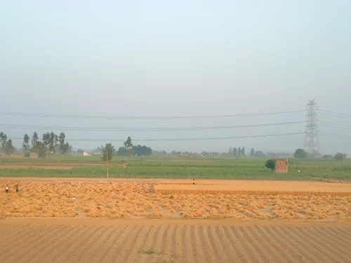 गेहूं उत्पादन 2025-26: कोई बड़ा कीट प्रकोप नहीं, हरियाणा-MP में खरीद रिकॉर्ड स्तर पर