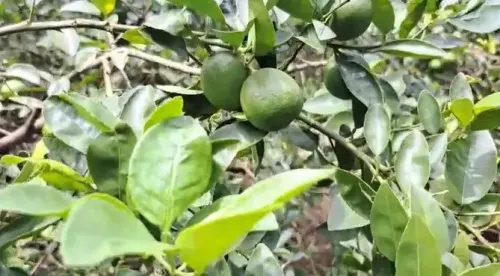 क्या ओडिशा के अंगुल के नींबू का अमेरिका को निर्यात किसानों के लिए लाभकारी होगा?