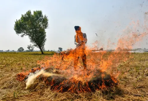 पंजाब में पराली जलाने की 717 घटनाएं, तरनतारन में सर्वाधिक 318 मामले; 24 एफआईआर दर्ज
