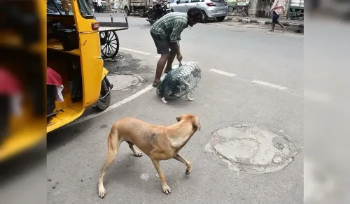 तमिलनाडु: 3 वर्षीय ऋत्विक पर कुत्ते के हमले के बाद वेल्लोर-रानीपेट में टीकाकरण-नसबंदी अभियान तेज