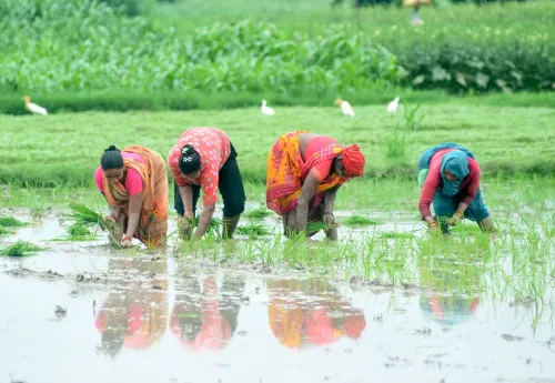 खरीफ बुवाई 2026: 17 जुलाई तक रकबा 658.19 लाख हेक्टेयर, पिछले साल से 42 लाख हेक्टेयर कम