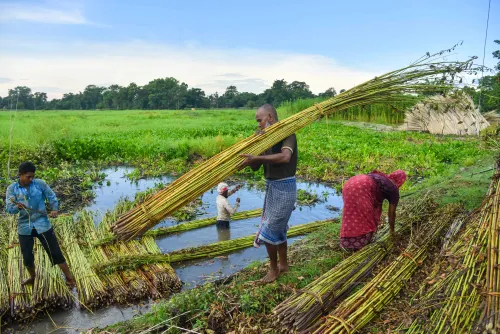 केंद्र सरकार ने कच्चे जूट के एमएसपी में 275 रुपए की वृद्धि की घोषणा की