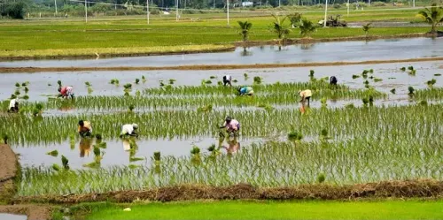 नागपट्टिनम में 11,424 एकड़ सांबा धान संकट में, कावेरी जल न मिलने से किसान बेहाल