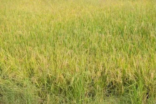 कन्याकुमारी: जंगली धान खरपतवार से 150 एकड़ फसल खतरे में, किसान संघ ने सरकार से तत्काल मदद माँगी