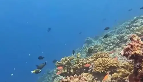 क्या हुआंगयान द्वीप में पारिस्थितिकी पर्यावरण की रिपोर्ट जारी की गई?