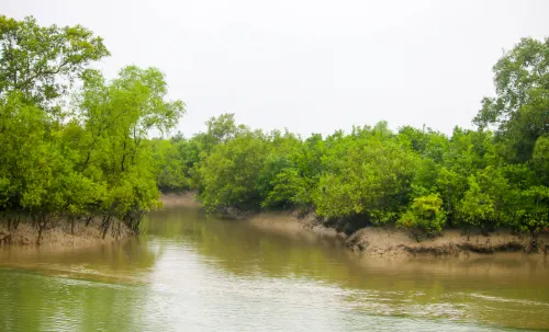 Illegal Migrants from Bangladesh Utilize Isolated Sundarban Islands to Enter Bengal