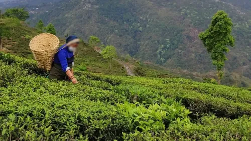 Re-export of Inexpensive Tea Damages India's Tea Reputation: TAI