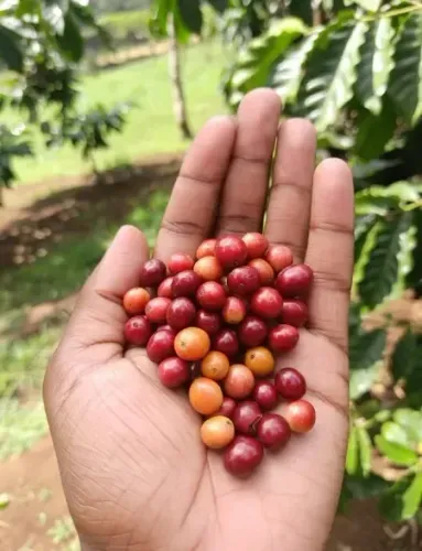 इम्यूनिटी बढ़ाने से लेकर ब्लड प्रेशर कंट्रोल करने तक, सर्दियों का सुपरफूड जंगली बेर 