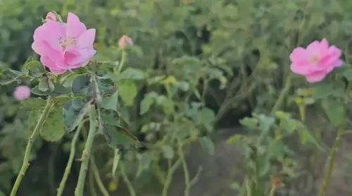 Is Rose Cultivation Transforming Farmers' Income in UP's Kannauj?