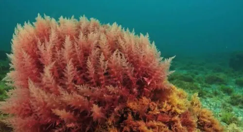 Can India Harness Algae for Rare Earth Extraction?