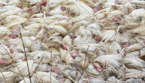 Did India Witness 41 Bird Flu Outbreaks Across 10 States in 2025?