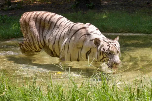 India hosts 5 of 7 big cat species as IBCA Summit 2026 nears