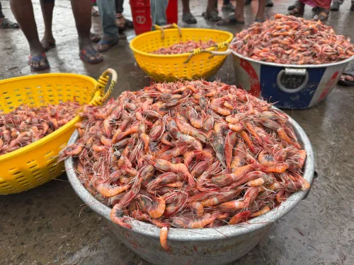 Is India on the Brink of Global Certification for 10 Fish Species?