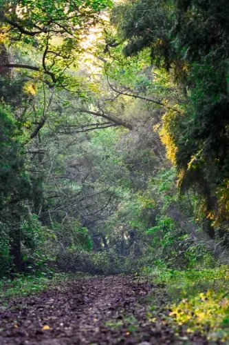Did India Achieve the 9th Global Rank in Forest Area?