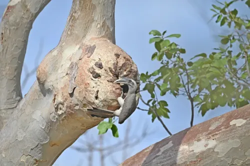 Indian Grey Hornbill returns to Gir after 60 years, breeding confirmed