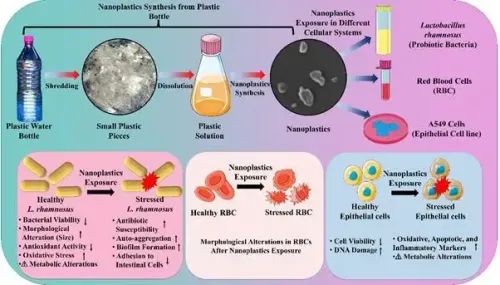 What Does the Indian Study Reveal About Nanoplastics from Single-Use PET Bottles and Their Impact on the Human Body?