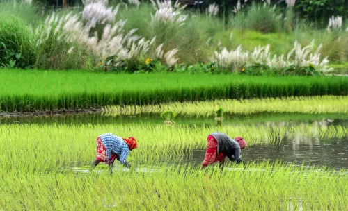 India’s Agricultural Exports Witness Significant Growth as Farm Sector Recovers