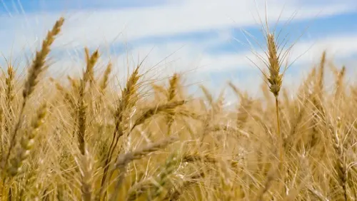 Optimistic Consumption Trends in India, Agriculture Growth Shines: New Report