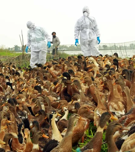 Are Infectious Animal Diseases Migrating to New Species and Threatening Humans?