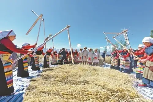 क्या इस वर्ष शीत्सांग में अनाज का रिकॉर्ड उत्पादन हुआ?