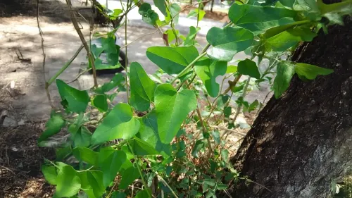 क्या जलजमनी आयुर्वेद की चमत्कारी औषधि है?