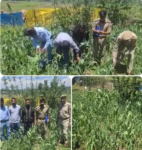 बारामूला पुलिस की बड़ी कार्रवाई: तंगमर्ग में अवैध अफीम की खेती नष्ट, NDPS के तहत FIR दर्ज